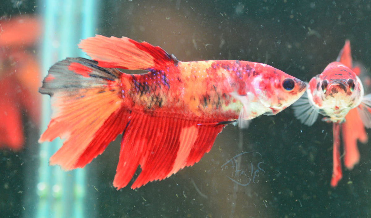 Giant Nemo Delta-tail Female