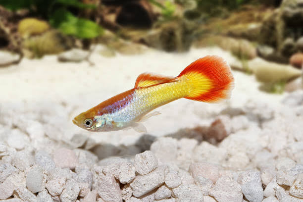 Sunset Guppy Male