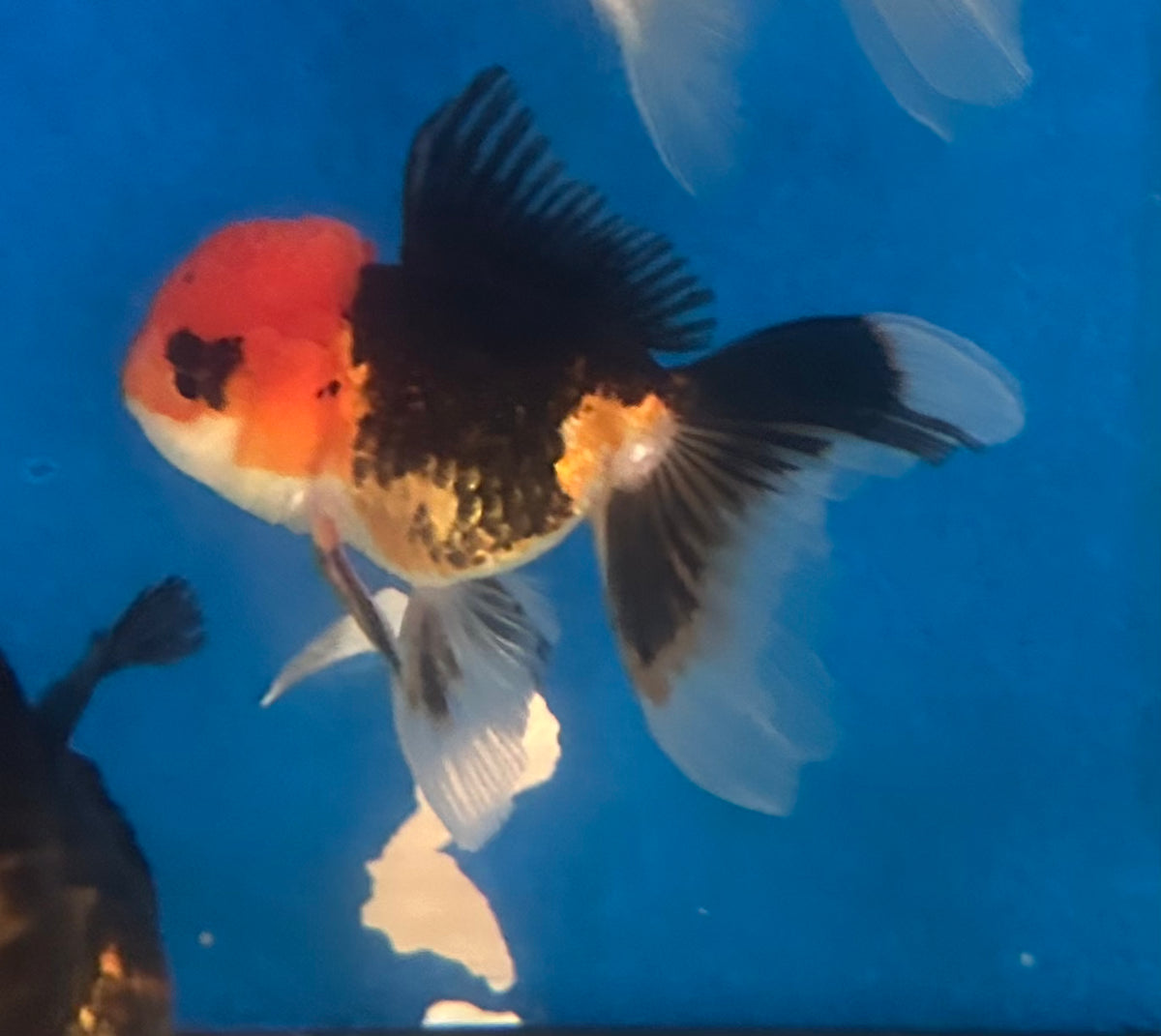 Orange Black Oranda