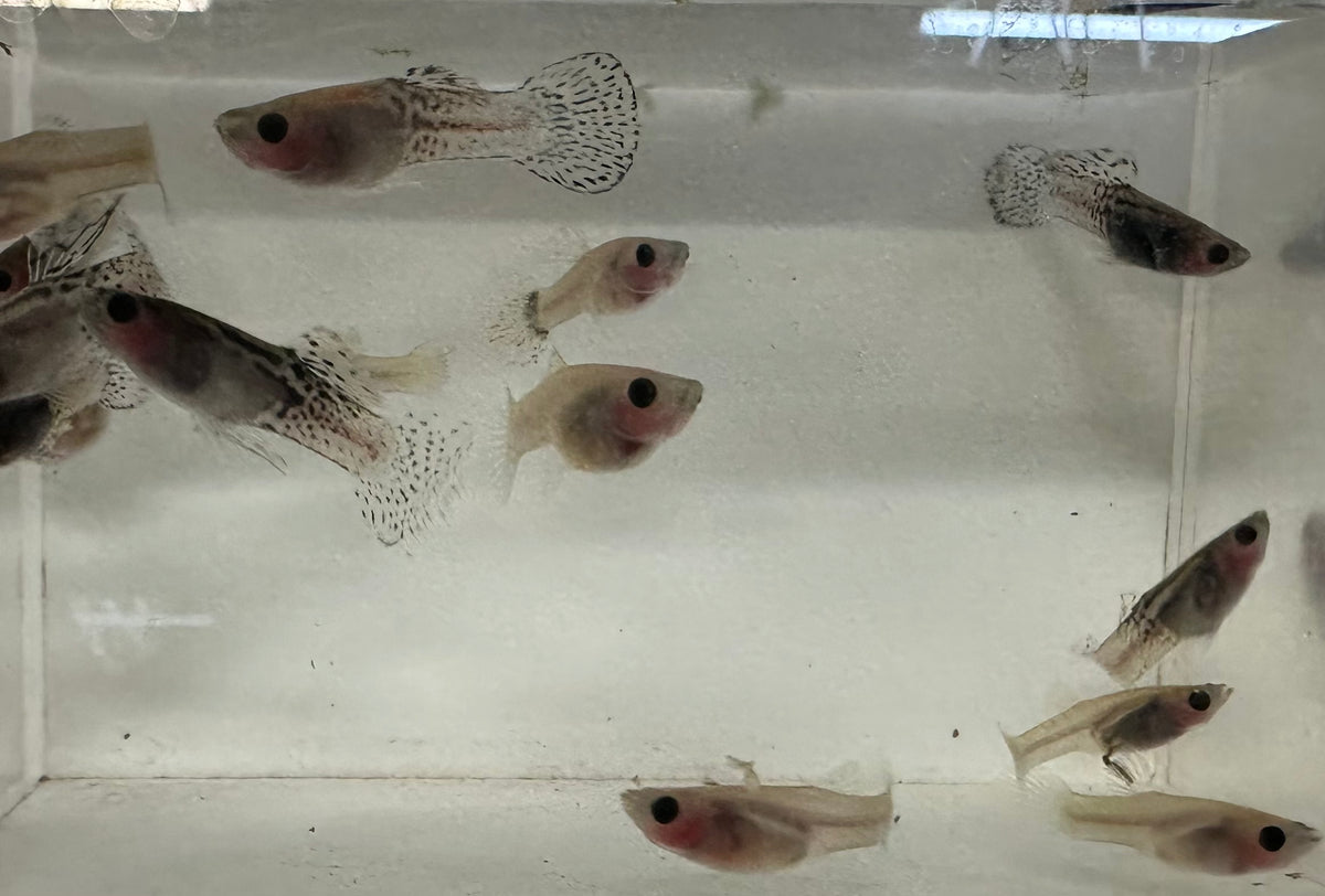Metal White Cobra Glass Belly Guppy Pair