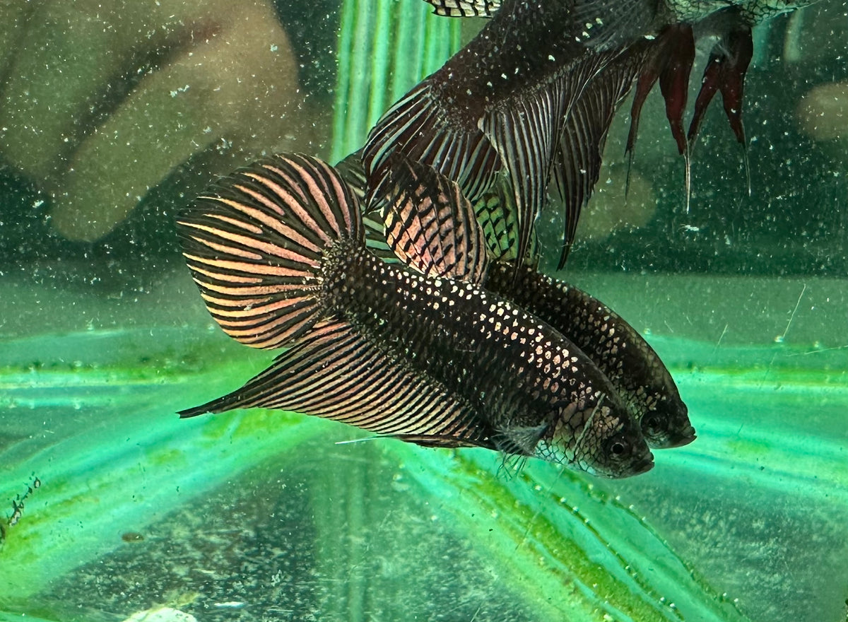 Copper Alien Samurai