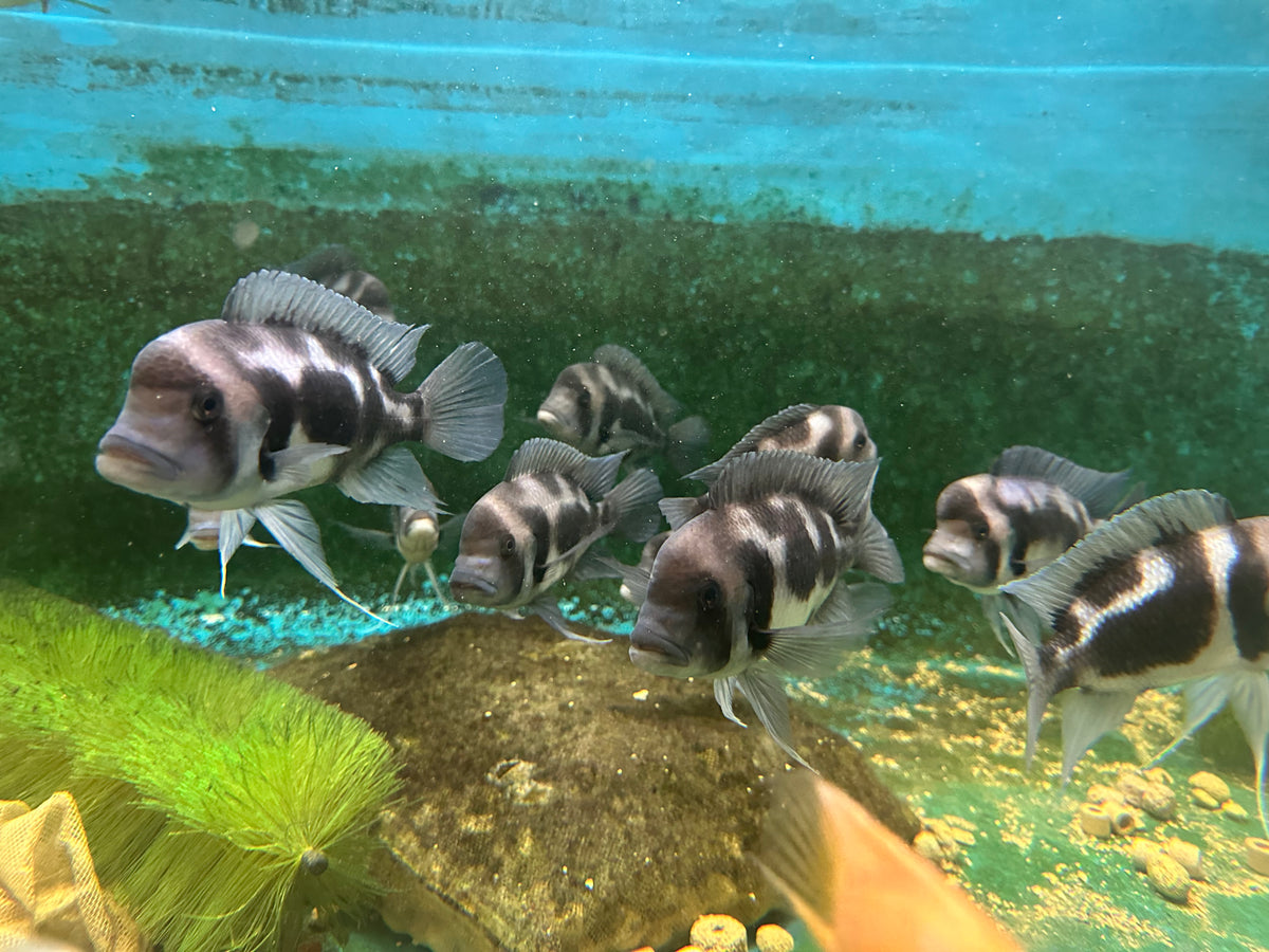 Frontosa Black Widow Breeder 18-20cm