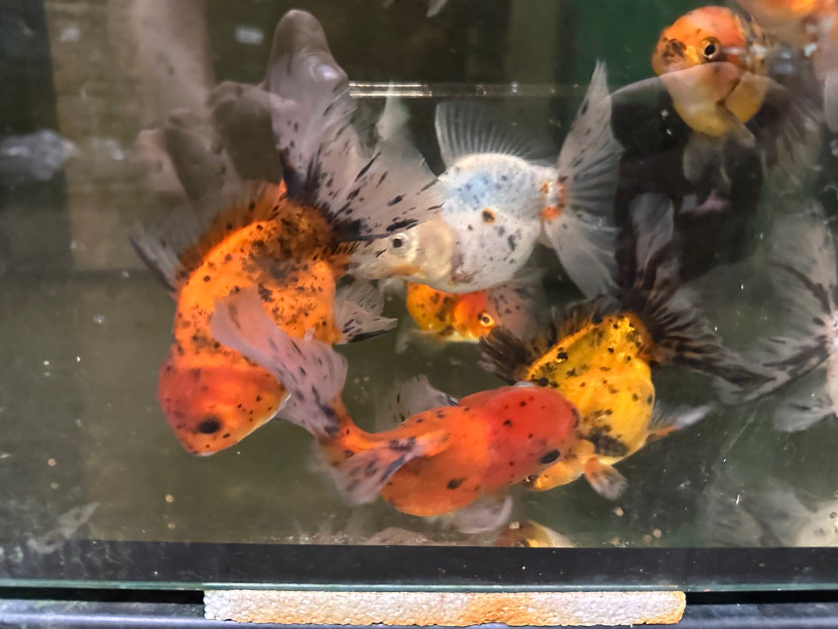 Assorted Calico Oranda