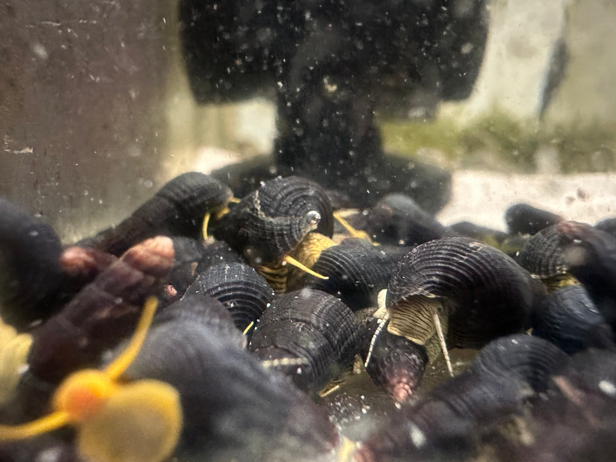 Sulawesi Poso Rabbit Snail