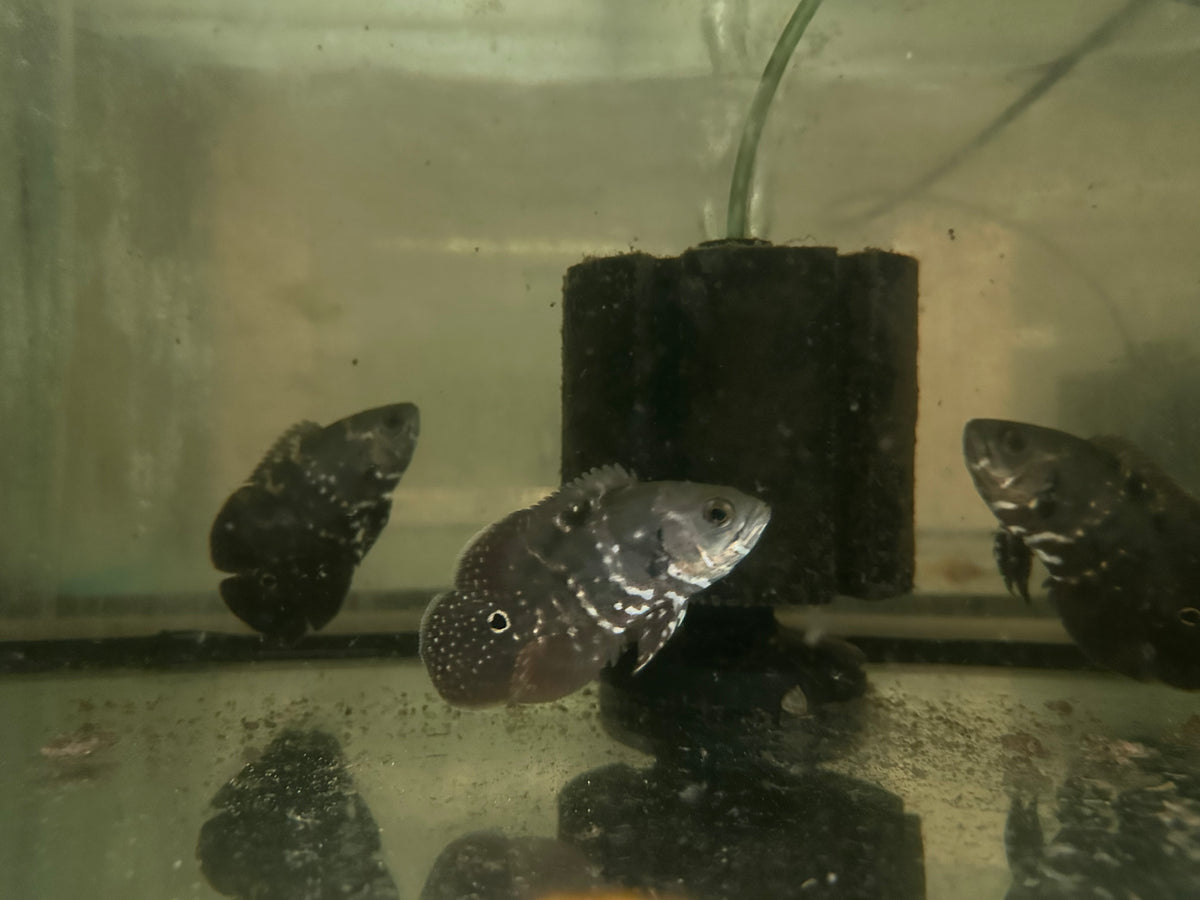 Bumblebee Oscar 8-9cm