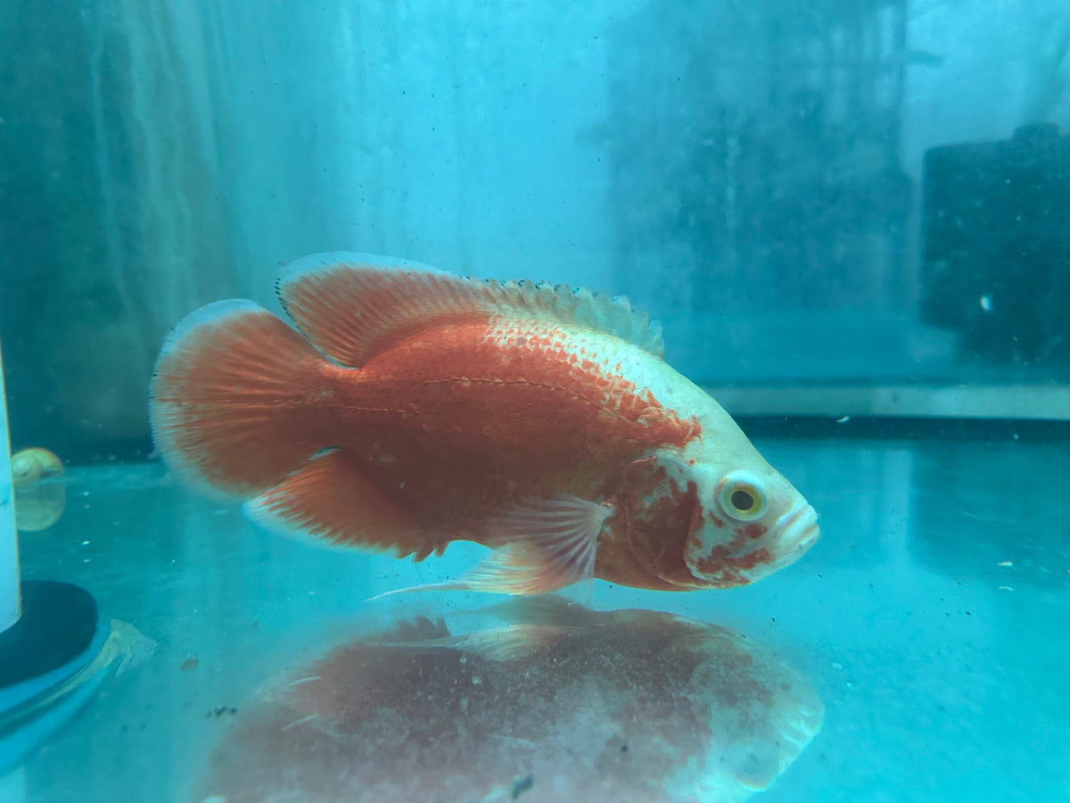 Super Red Chilli Oscar 14-15cm