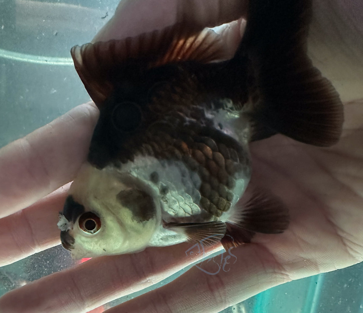 Panda Short Body Short Tail Oranda  (Release Date: 13 Nov 2025)