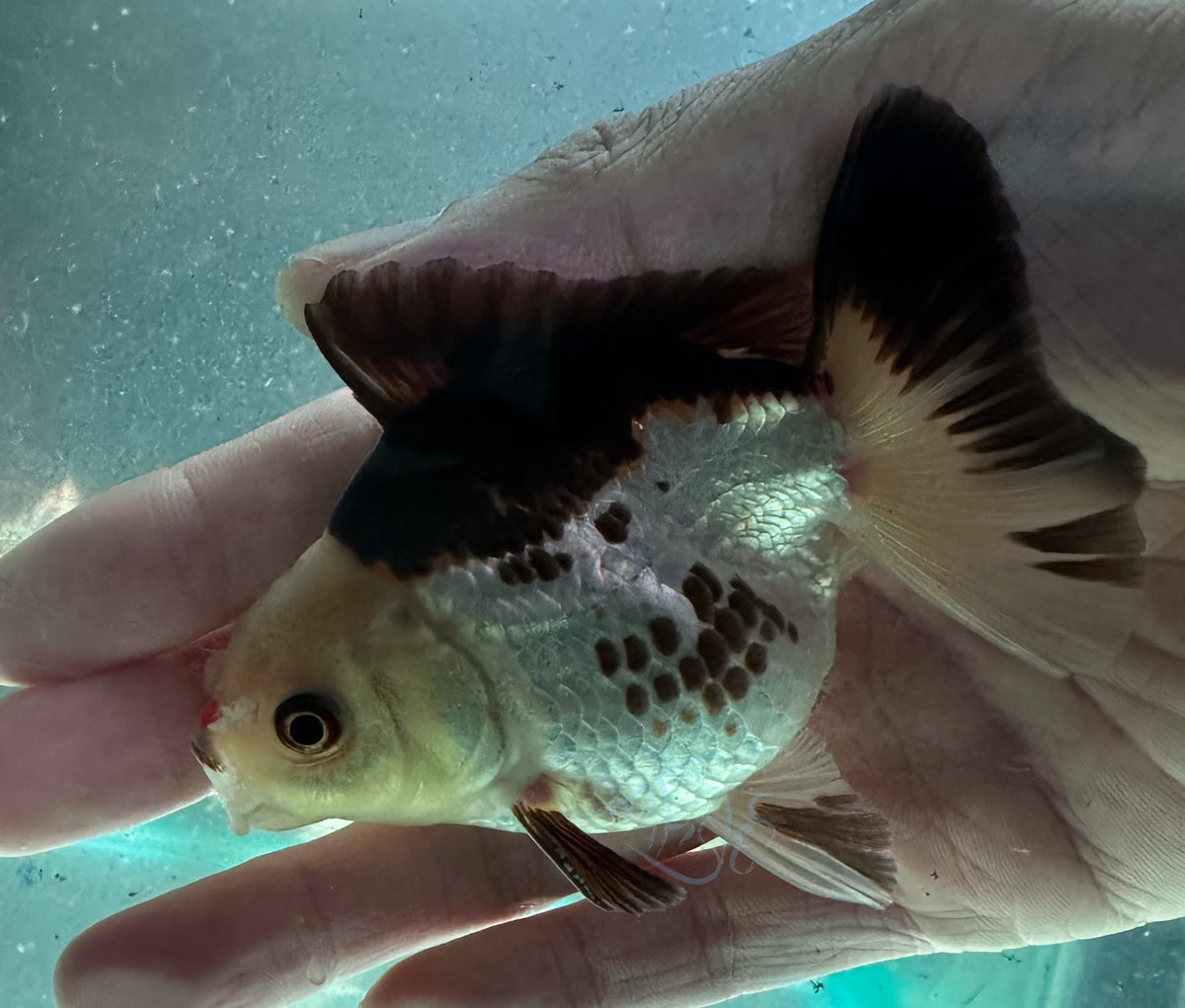 Panda Short Body Short Tail Oranda  (Release Date: 13 Nov 2025)
