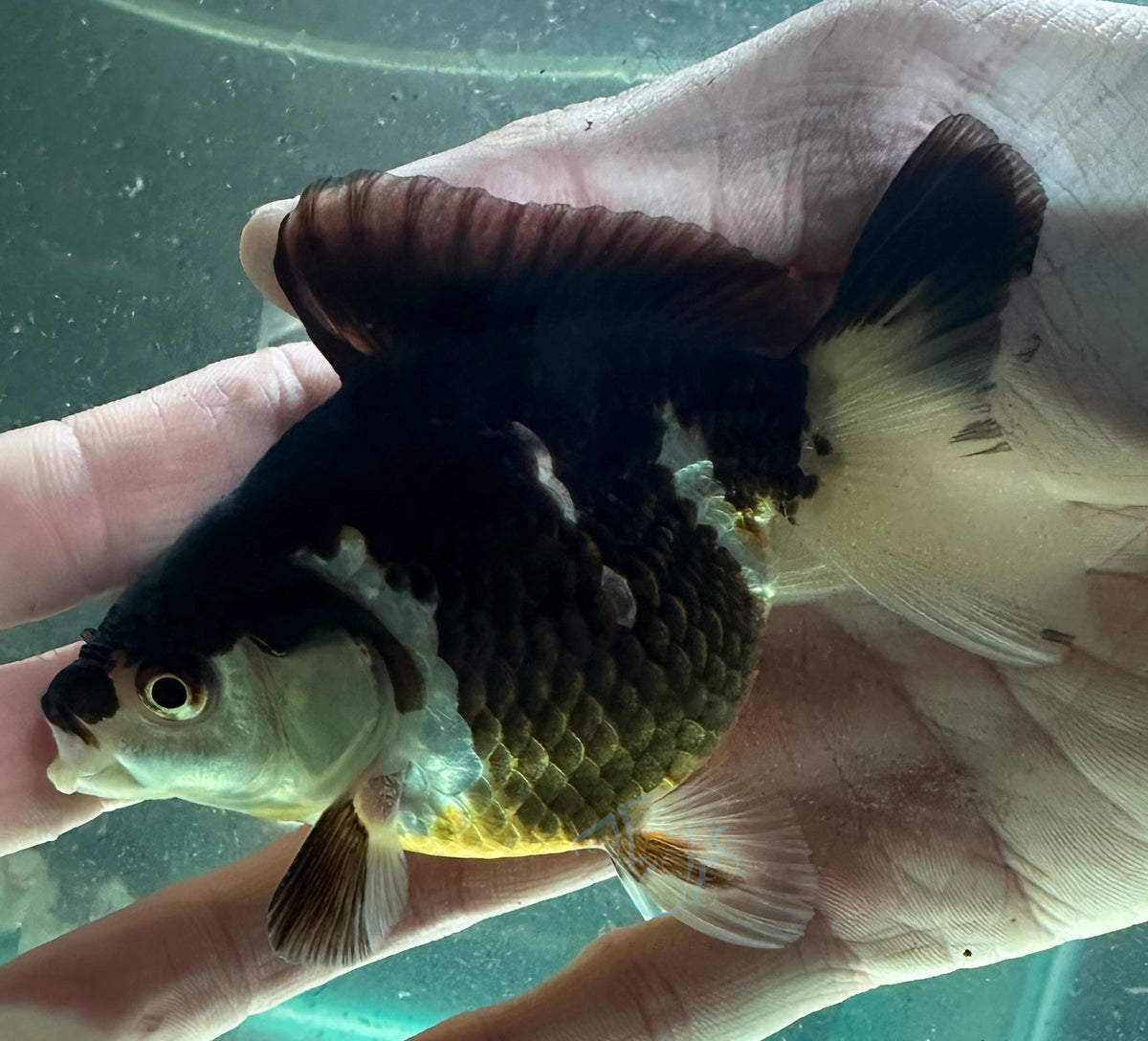 Panda Short Body Short Tail Oranda  (Release Date: 13 Nov 2025)