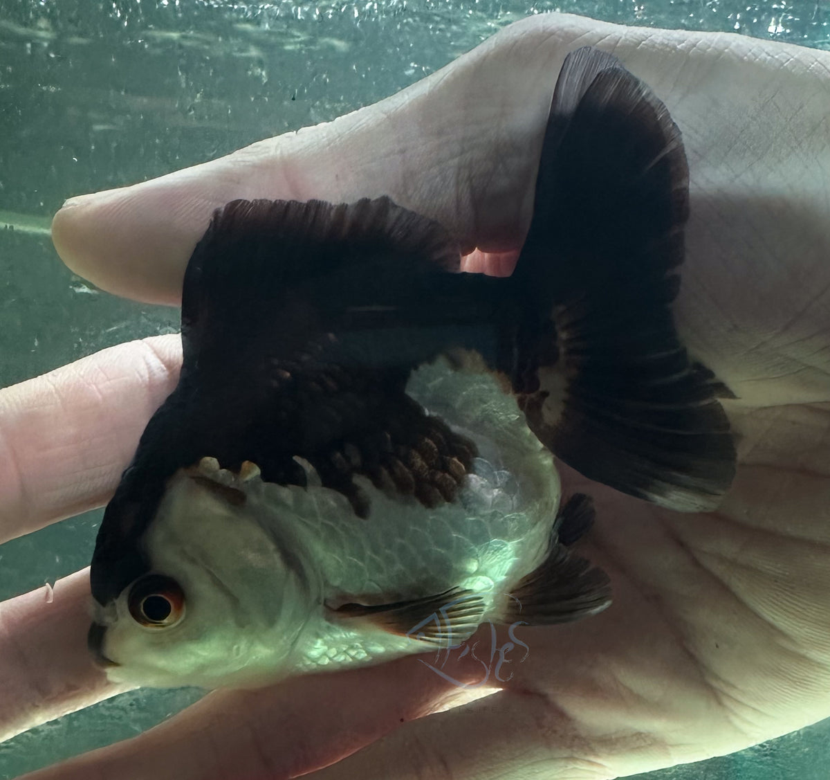 Panda Short Body Short Tail Oranda  (Release Date: 13 Nov 2025)