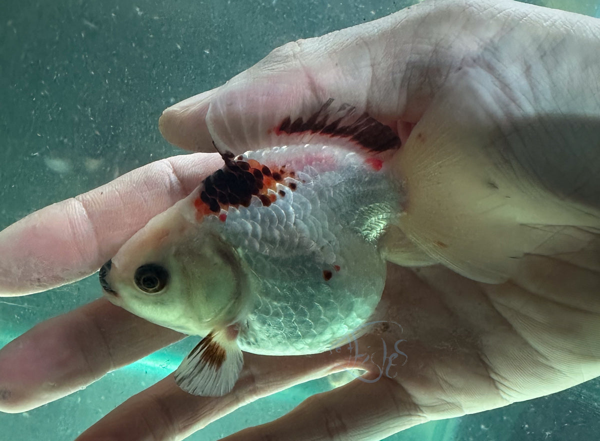 Panda Short Body Short Tail Oranda  (Release Date: 13 Nov 2025)