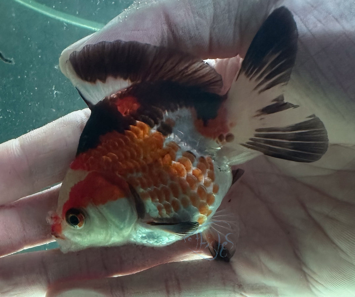 Tri-Colour Short Body Short Tail Oranda  (Release Date: 13 Nov 2025)