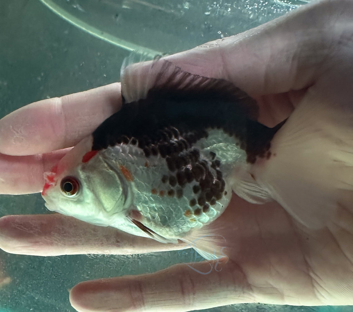 Panda Short Body Short Tail Oranda  (Release Date: 13 Nov 2025)