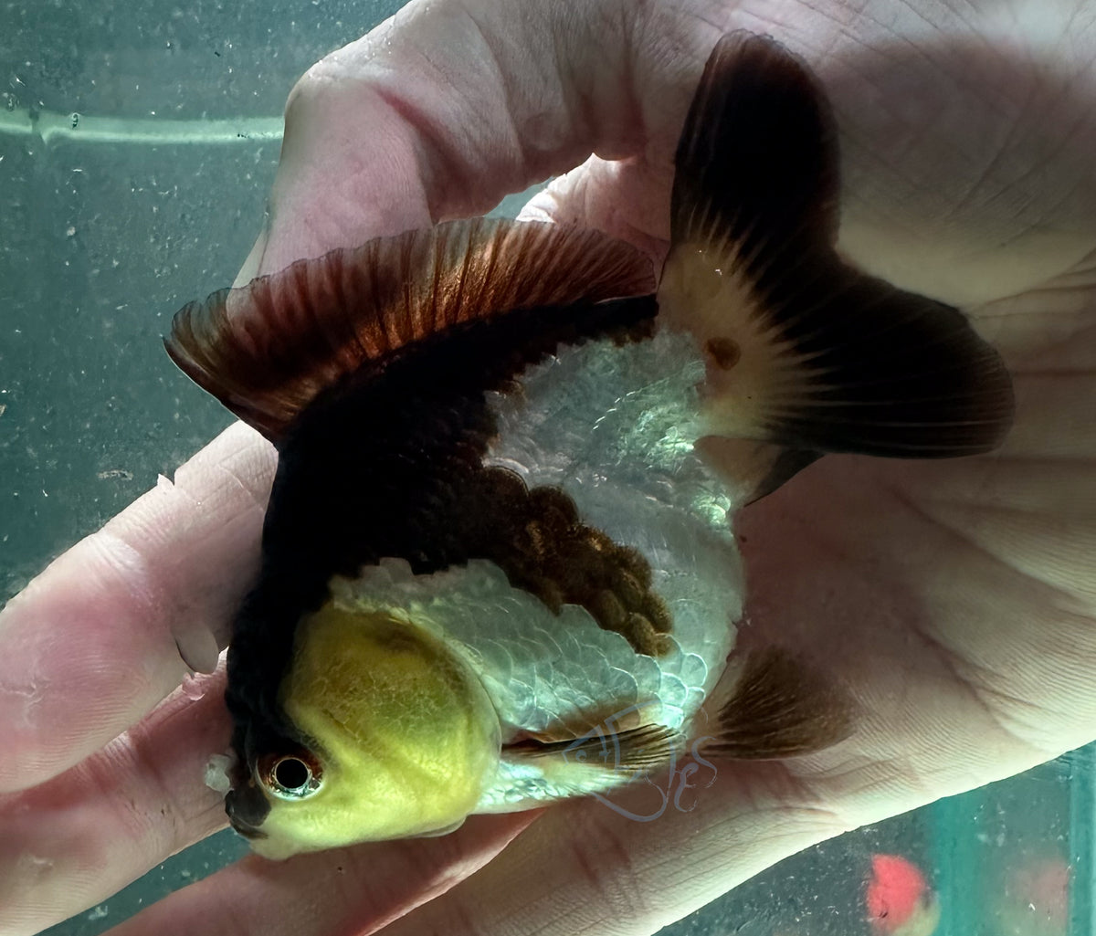 Panda Short Body Short Tail Oranda  (Release Date: 13 Nov 2025)