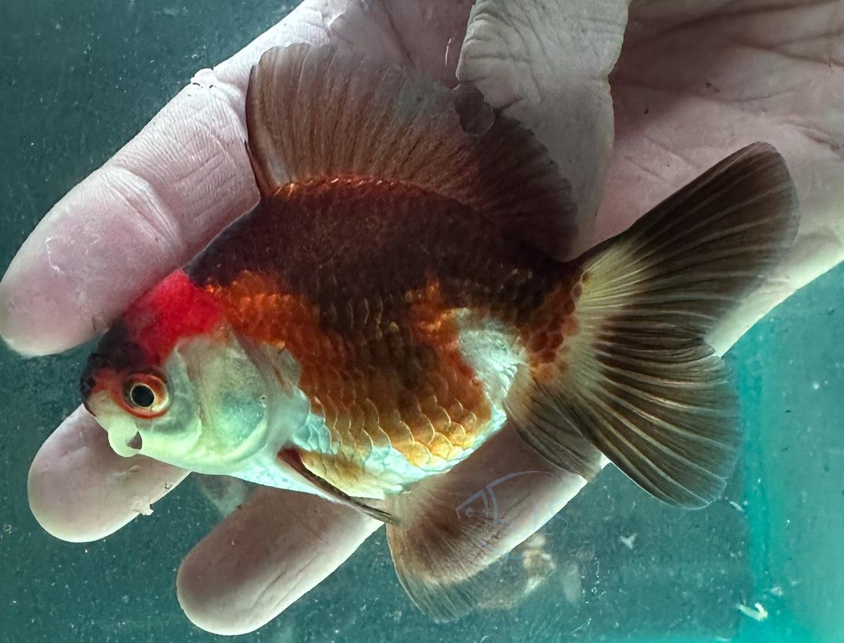 Tri- Colour Short Body Short Tail Oranda  (Release Date: 13 Nov 2025)