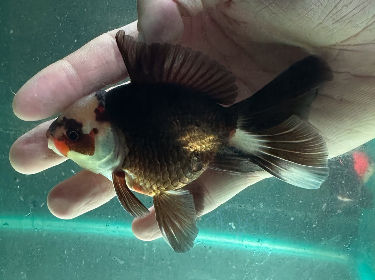 Panda Short Body Short Tail Oranda  (Release Date: 13 Nov 2025)