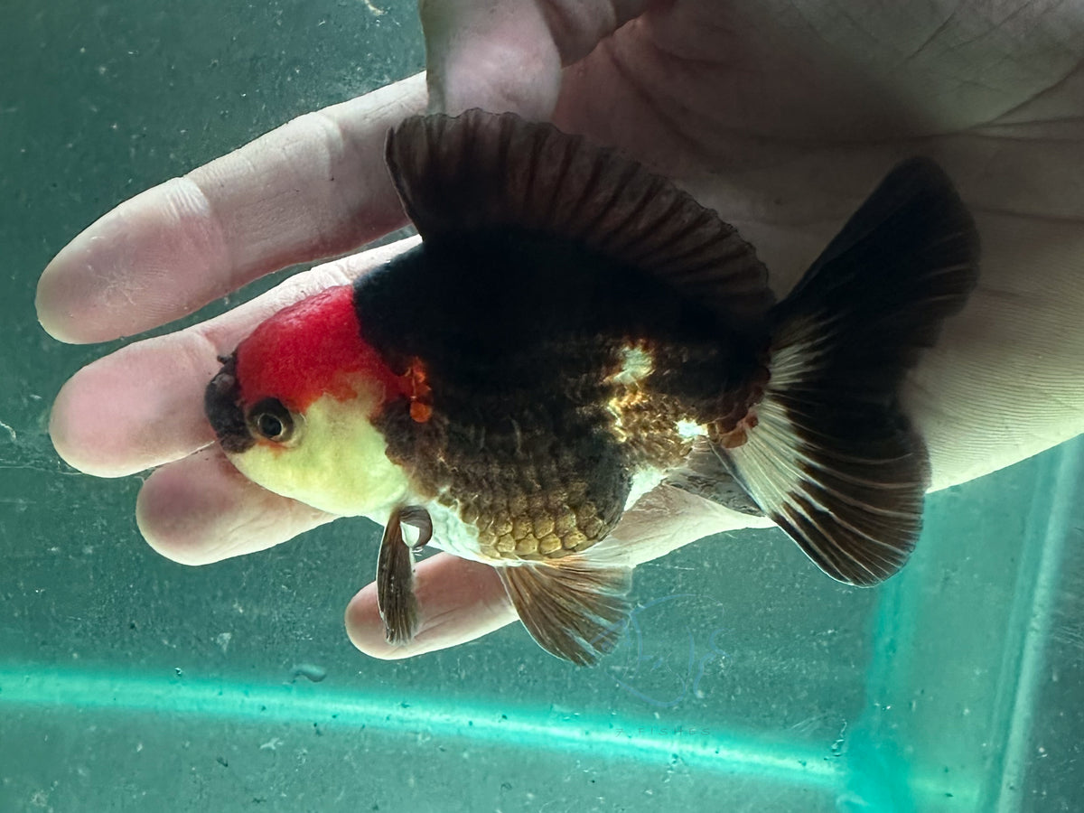 Tri-Colour Short Body Short Tail Oranda  (Release Date: 13 Nov 2025)