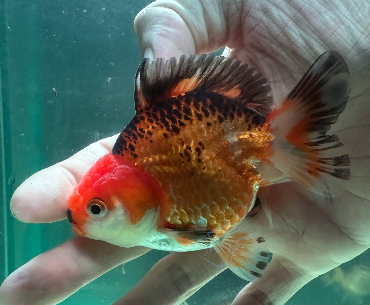 Orange Black Short Body Short Tail Oranda  (Release Date: 13 Nov 2025)