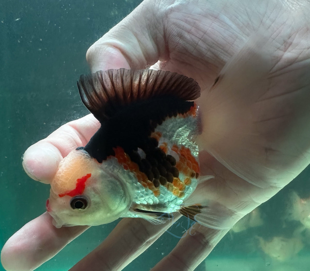 Tri-Colour Short Body Short Tail Oranda  (Release Date: 13 Nov 2025)
