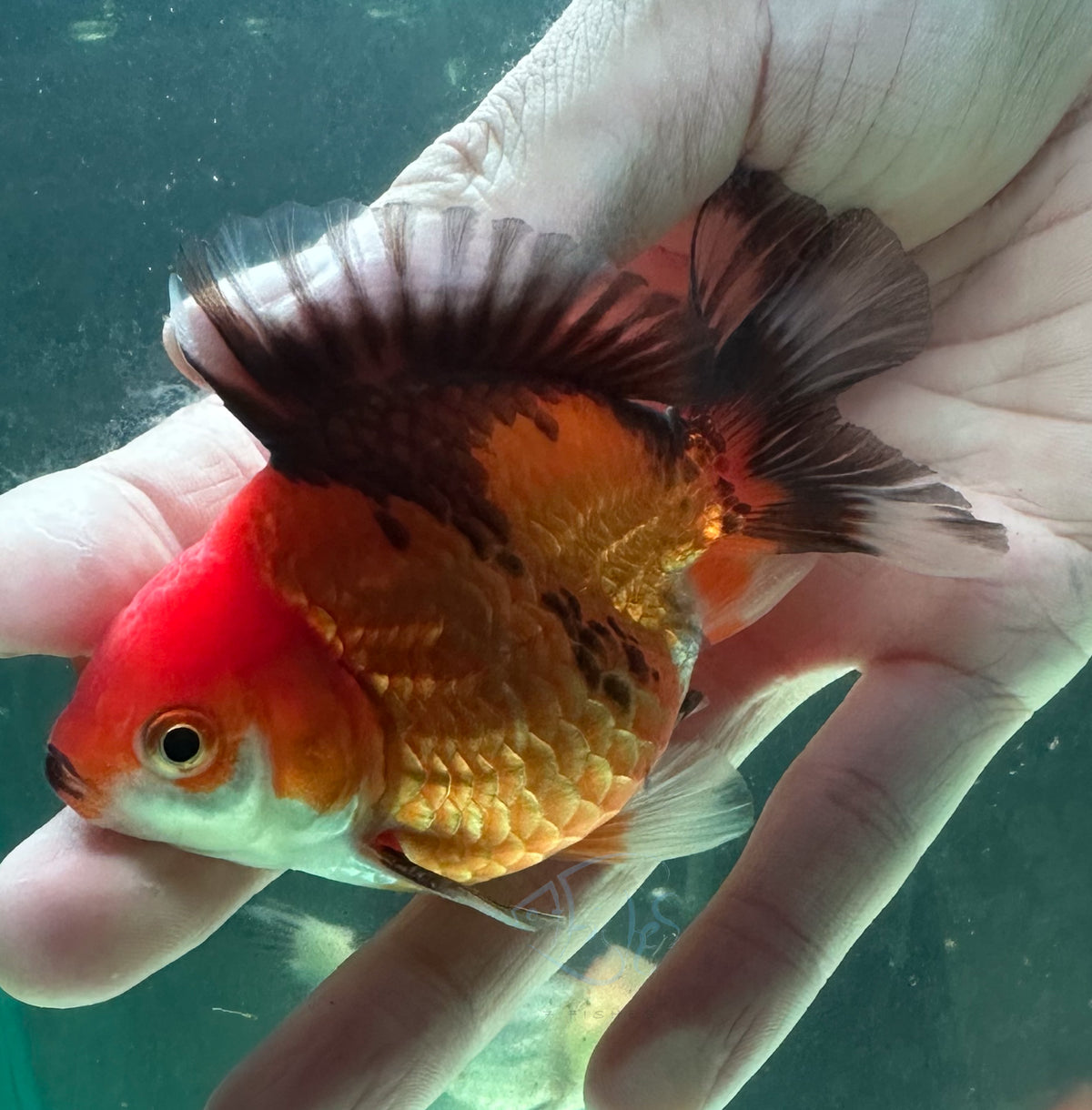 Orange Black Short Body Short Tail Oranda  (Release Date: 13 Nov 2025)