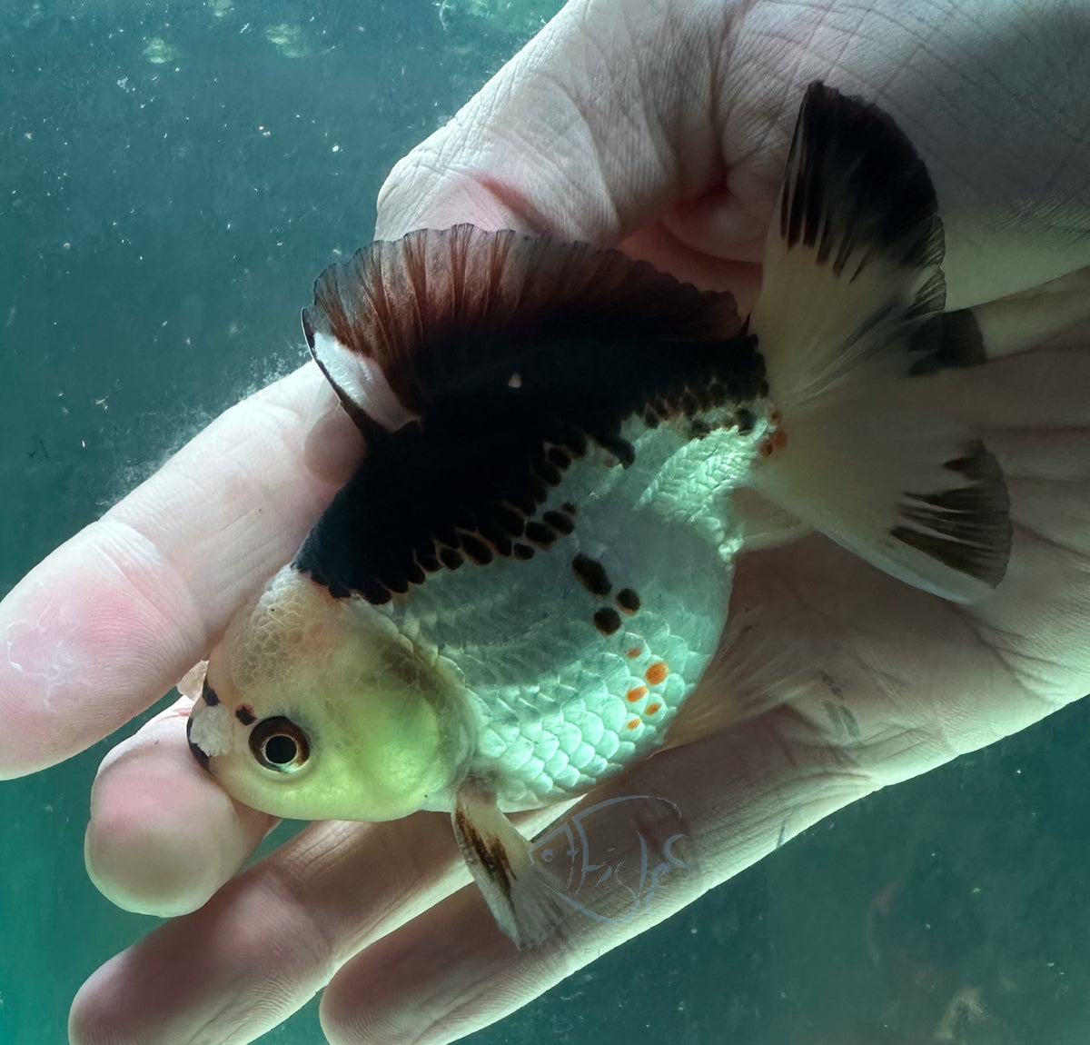 Panda Short Body Short Tail Oranda  (Release Date: 13 Nov 2025)