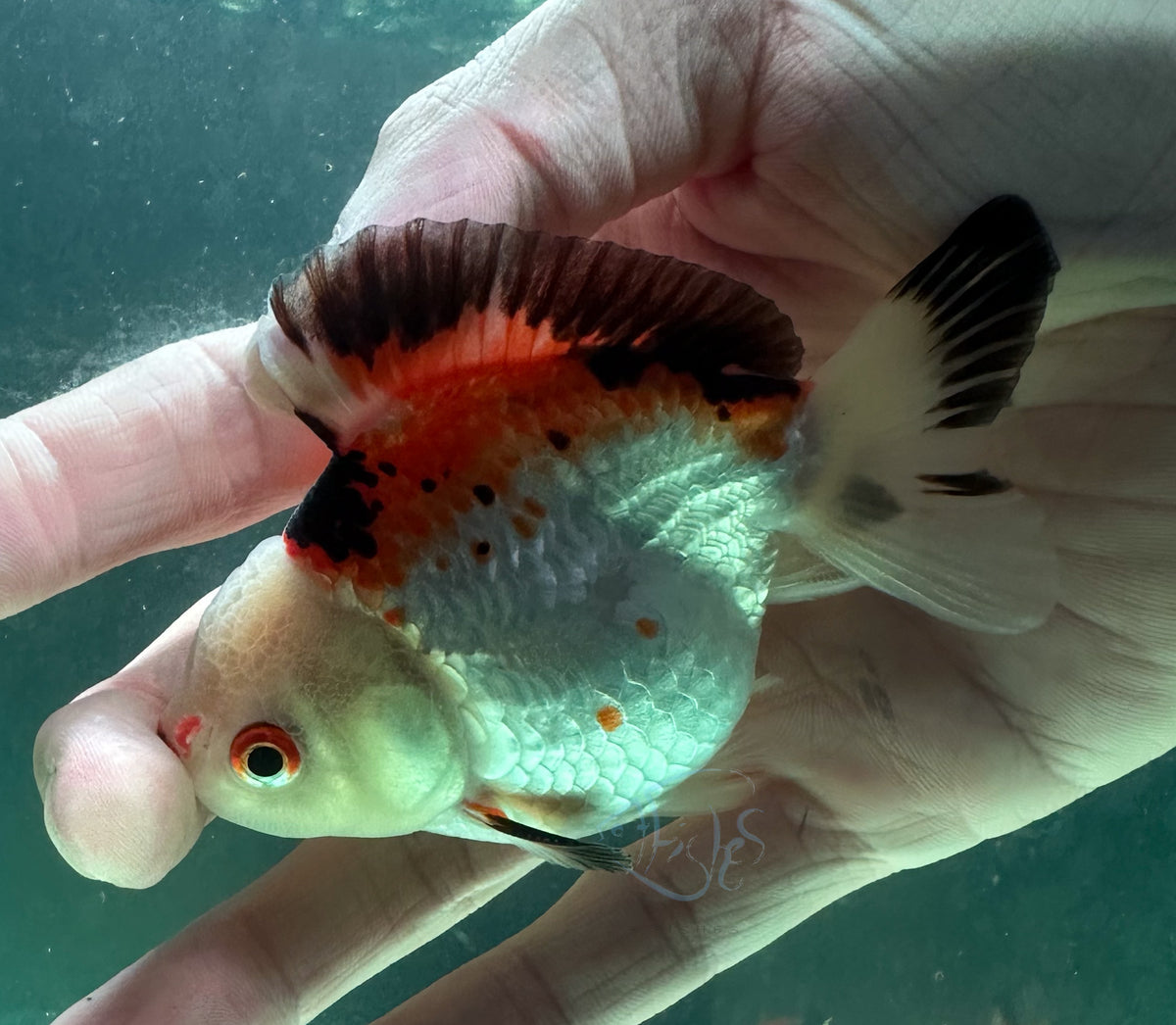 Tri-Colour Short Body Short Tail Oranda  (Release Date: 13 Nov 2025)