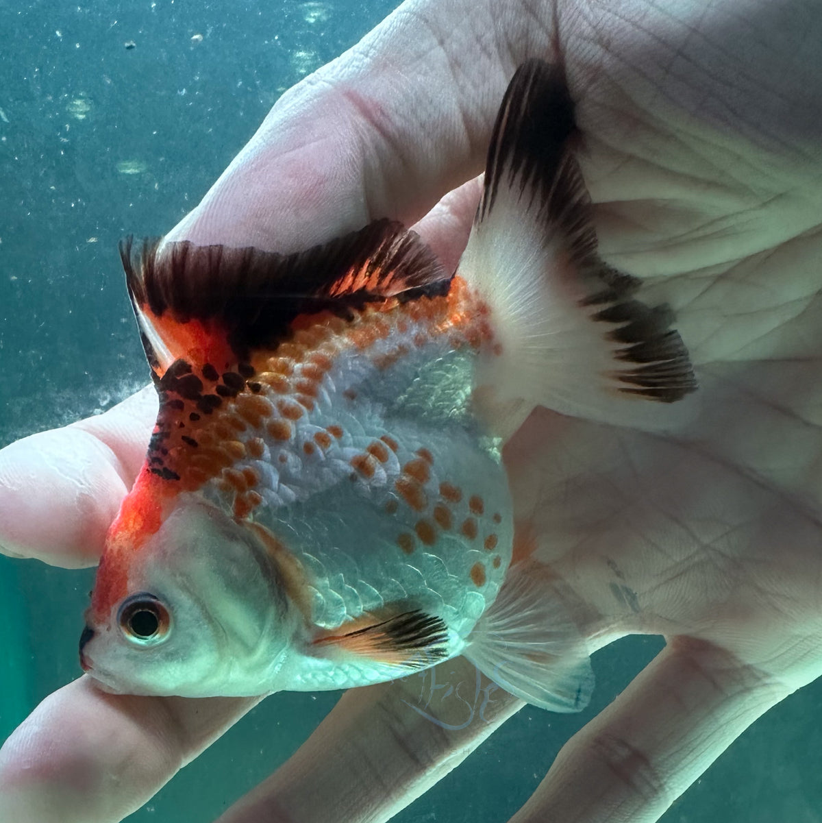 Tri-Colour Short Body Short Tail Oranda  (Release Date: 13 Nov 2025)