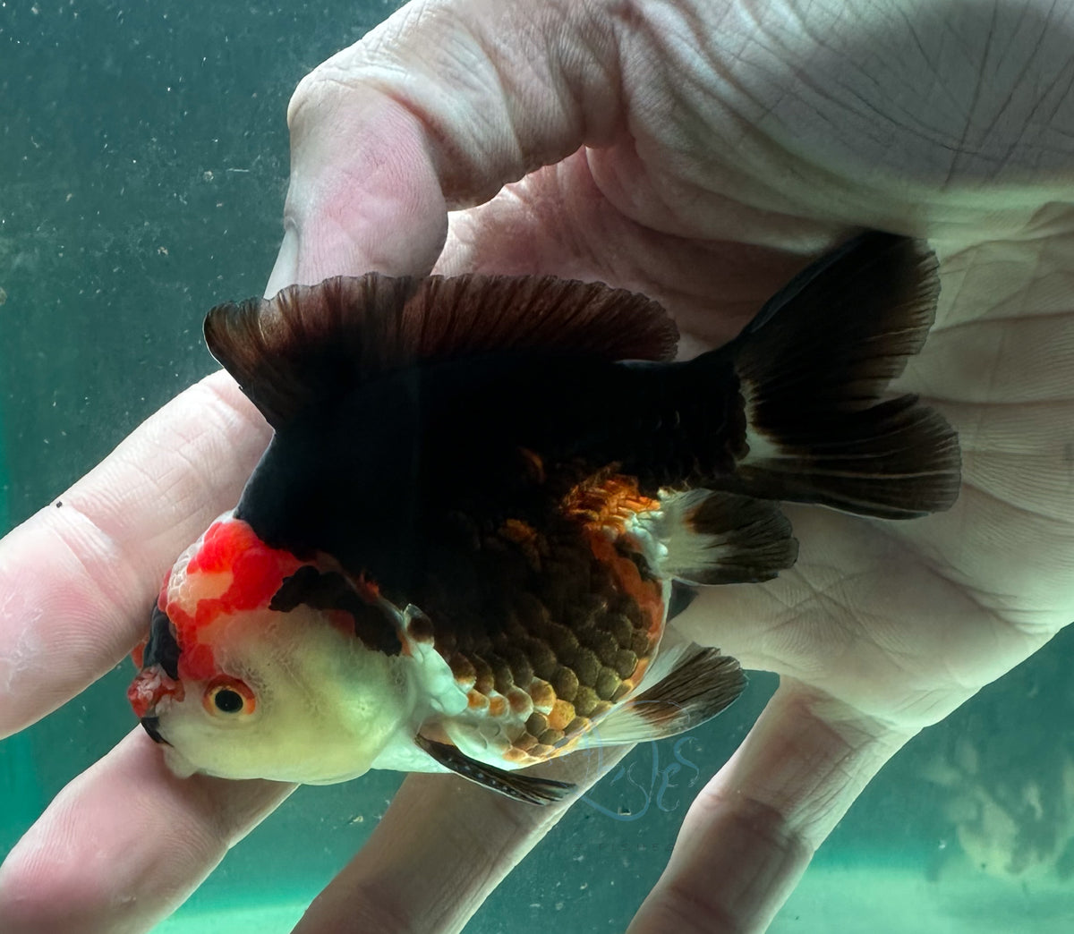 Tri-Colour Short Body Short Tail Oranda  (Release Date: 13 Nov 2025)