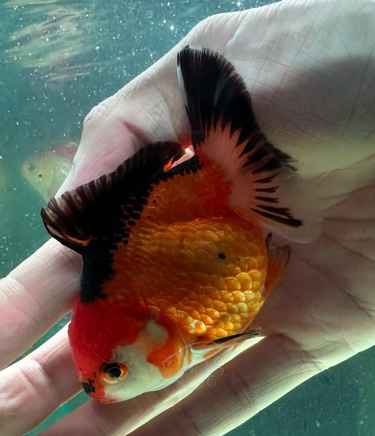Orange Black Short Body Short Tail Oranda  (Release Date: 13 Nov 2025)