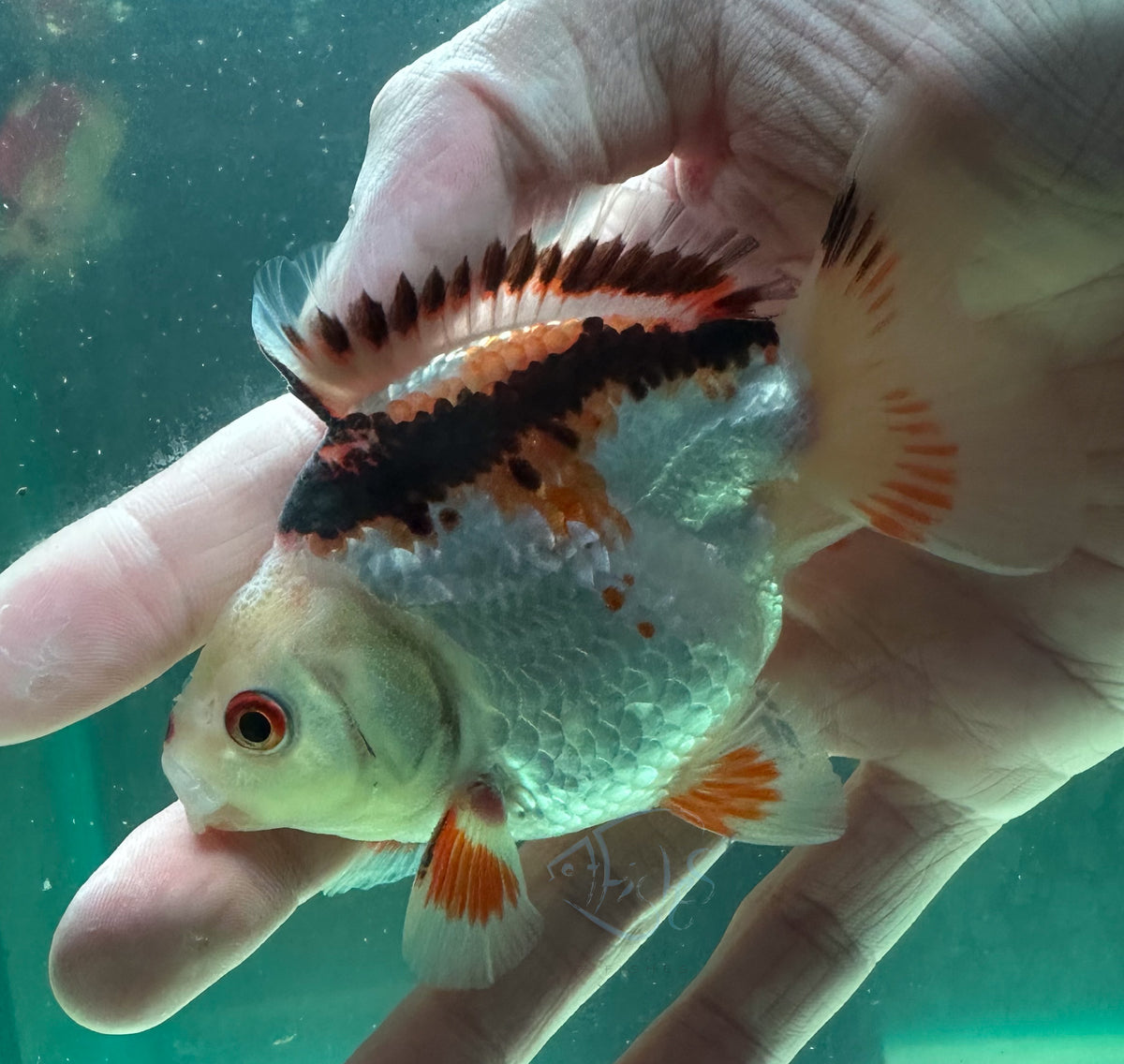 Tri-Colour Short Body Short Tail Oranda  (Release Date: 13 Nov 2025)