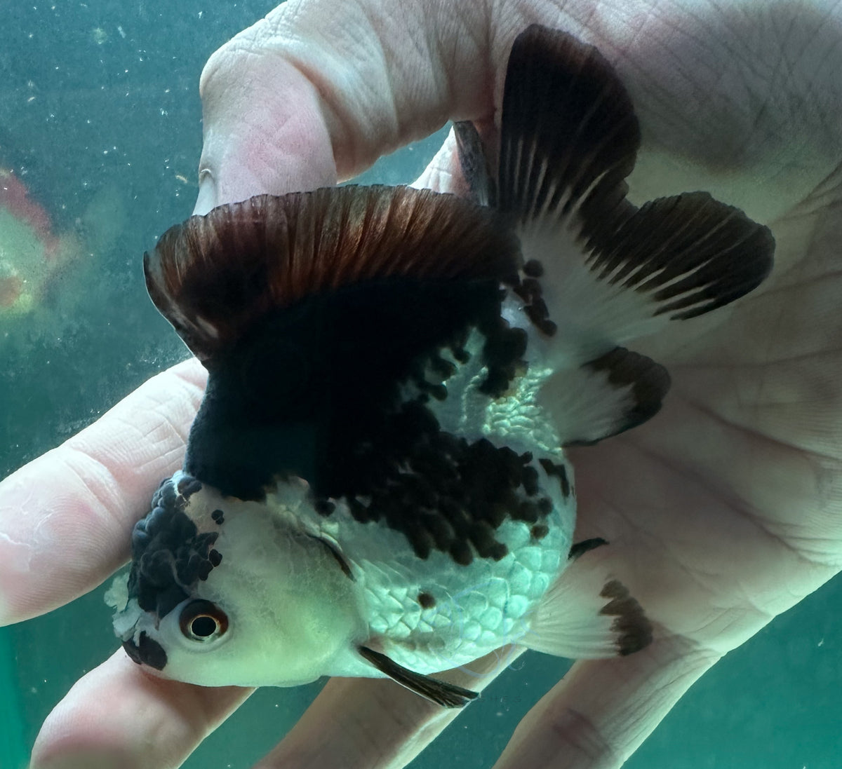 Panda Short Body Short Tail Oranda  (Release Date: 13 Nov 2025)