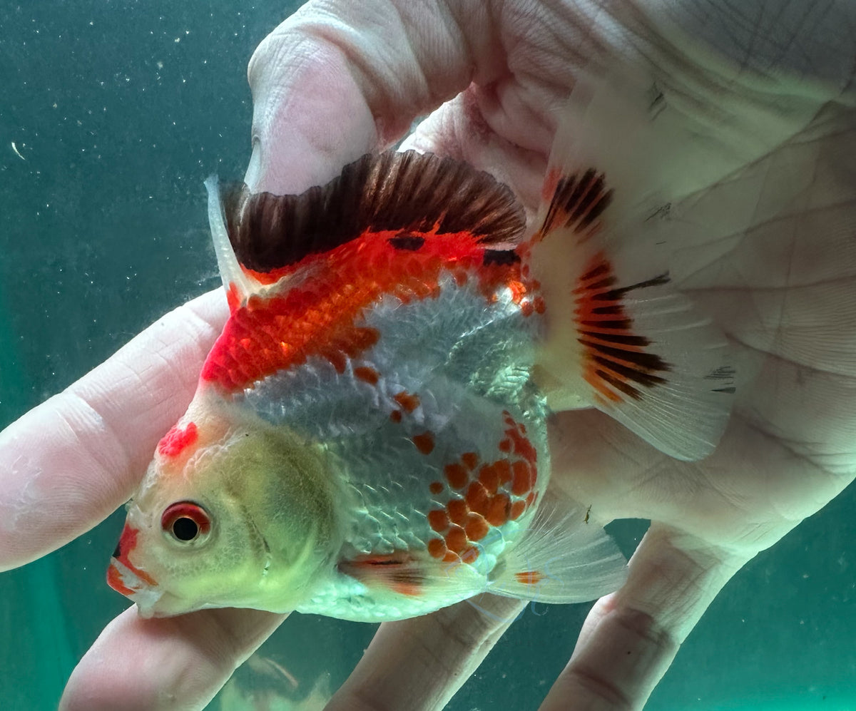 Tri-Colour Short Body Short Tail Oranda  (Release Date: 13 Nov 2025)