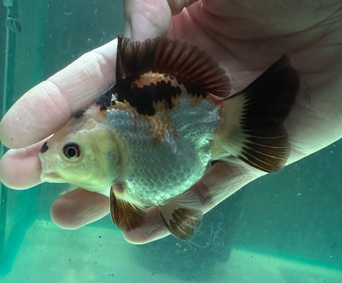 Panda Short Body Short Tail Oranda  (Release Date: 13 Nov 2025)