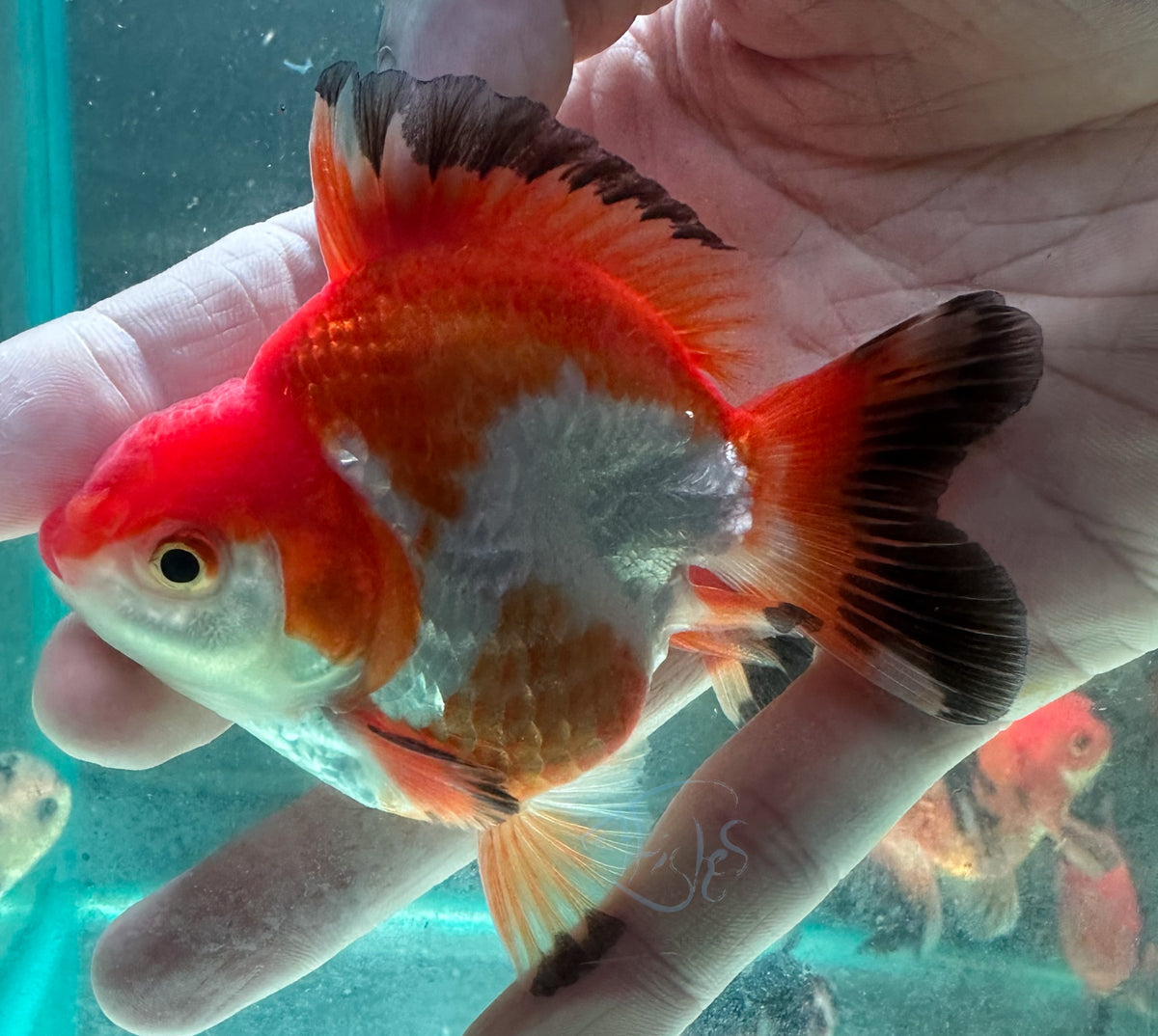 Tri-Colour Short Body Short Tail Oranda  (Release Date: 13 Nov 2025)