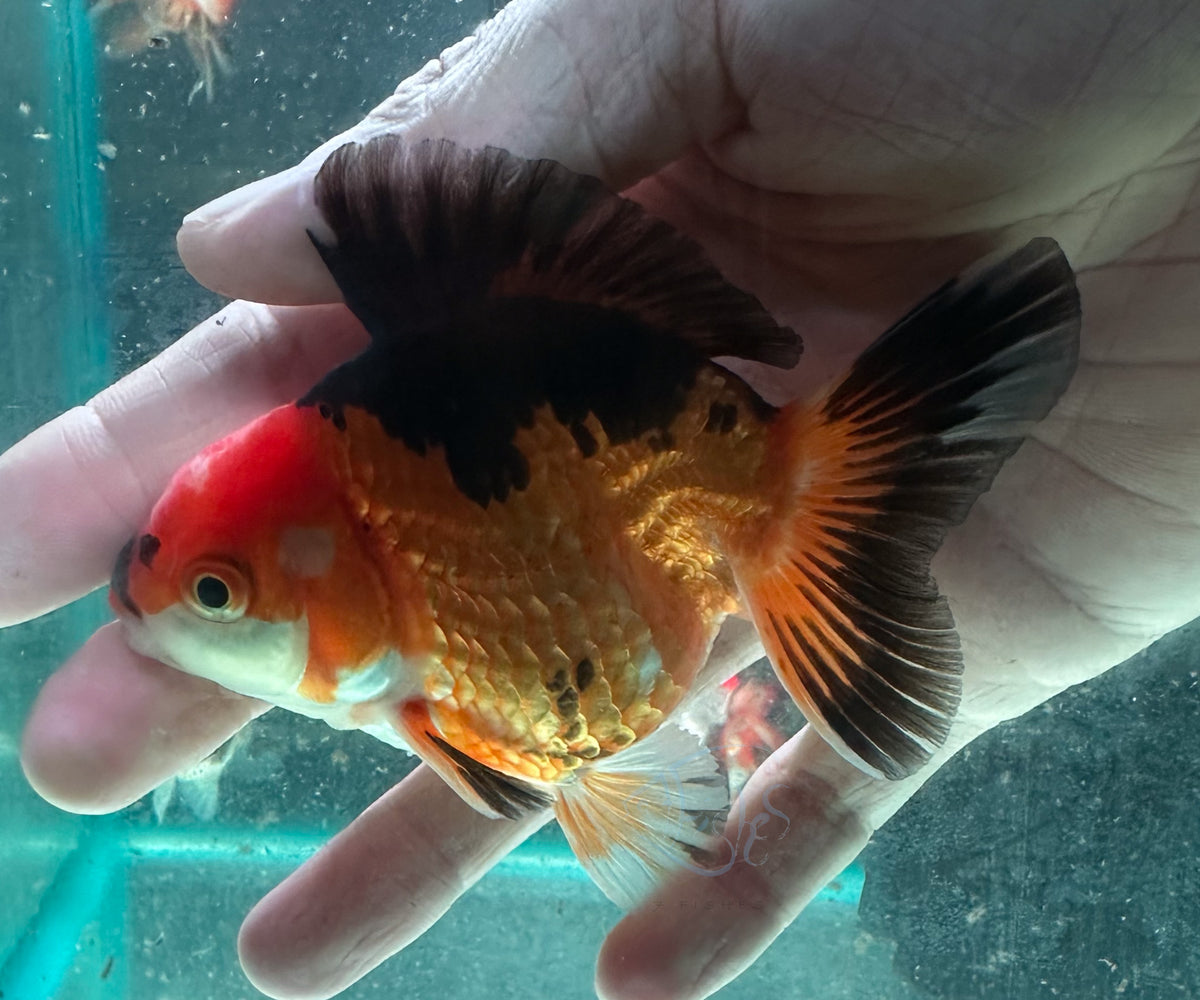 Black Orange Short Body Short Tail Oranda  (Release Date: 13 Nov 2025)