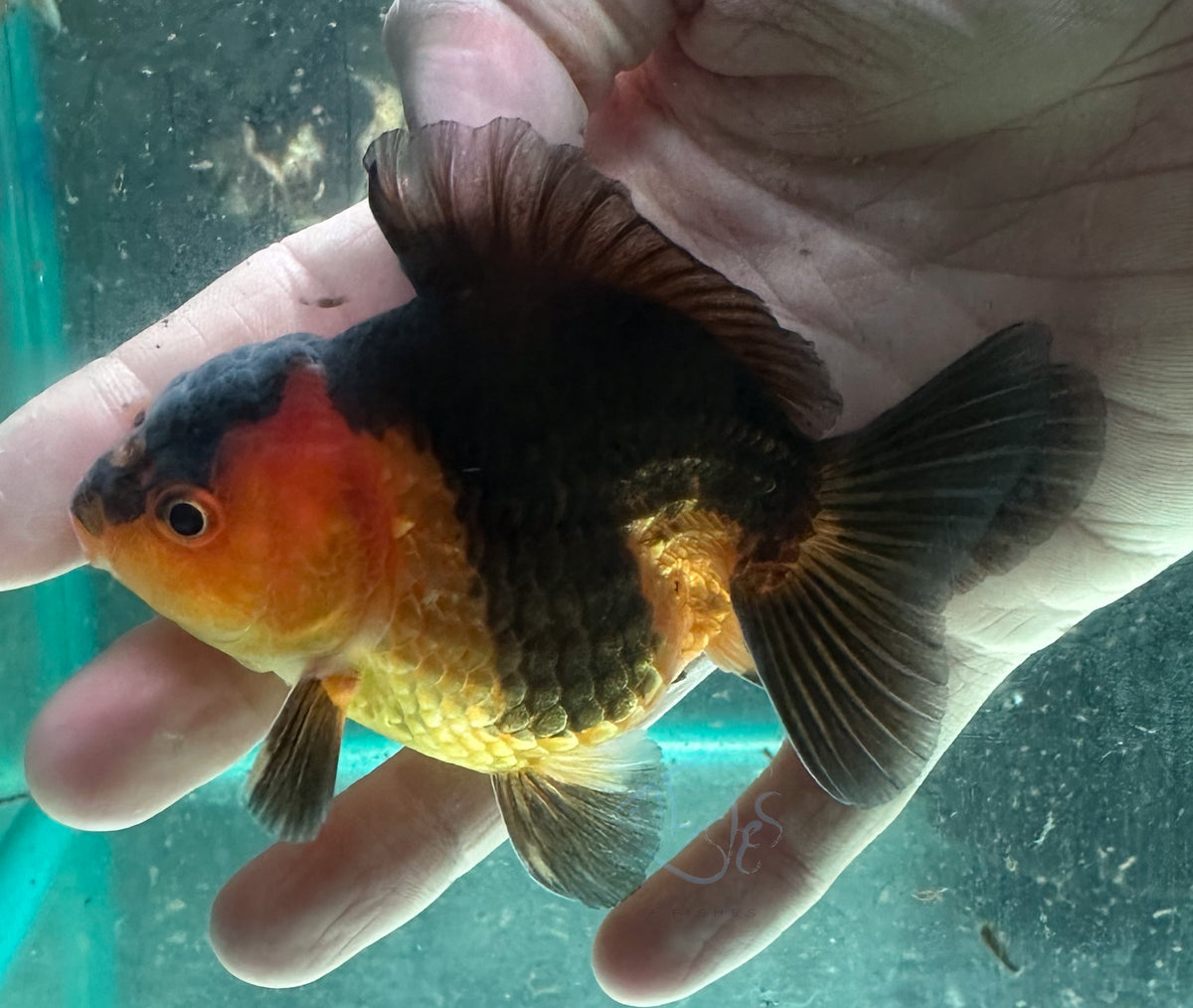 Black Orange Short Body Short Tail Oranda  (Release Date: 13 Nov 2025)