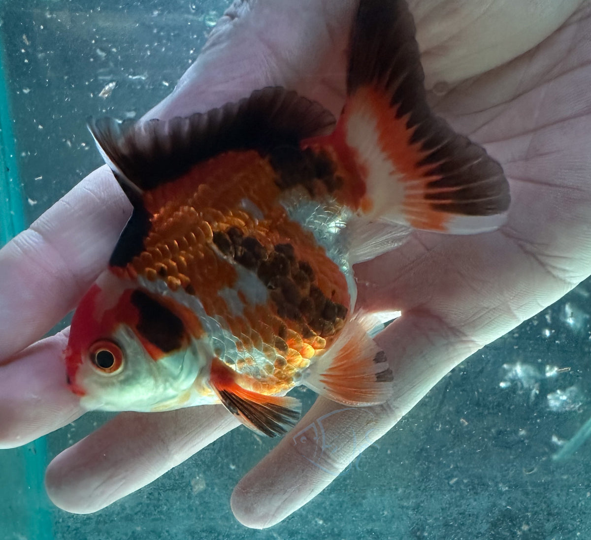 Tri-Colour Short Body Short Tail Oranda  (Release Date: 13 Nov 2025)