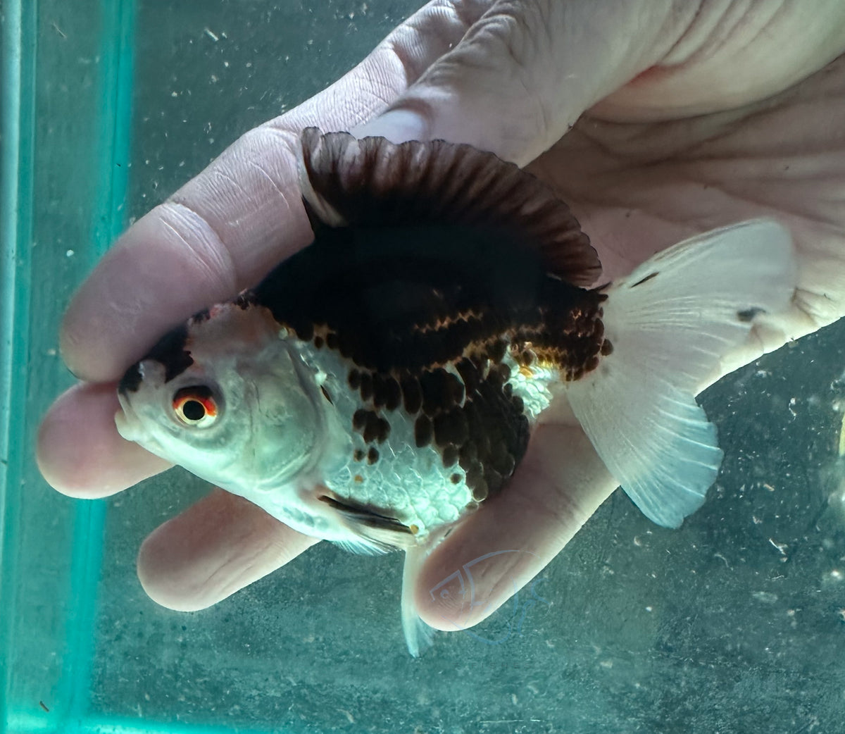 Panda Short Body Short Tail Oranda  (Release Date: 13 Nov 2025)