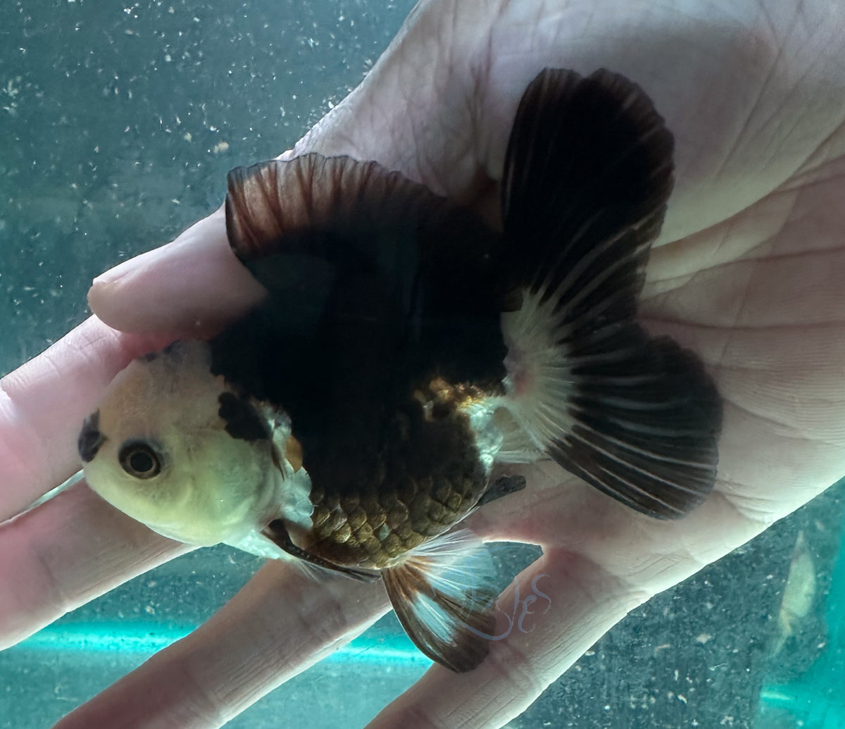 Panda Short Body Short Tail Oranda  (Release Date: 13 Nov 2025)