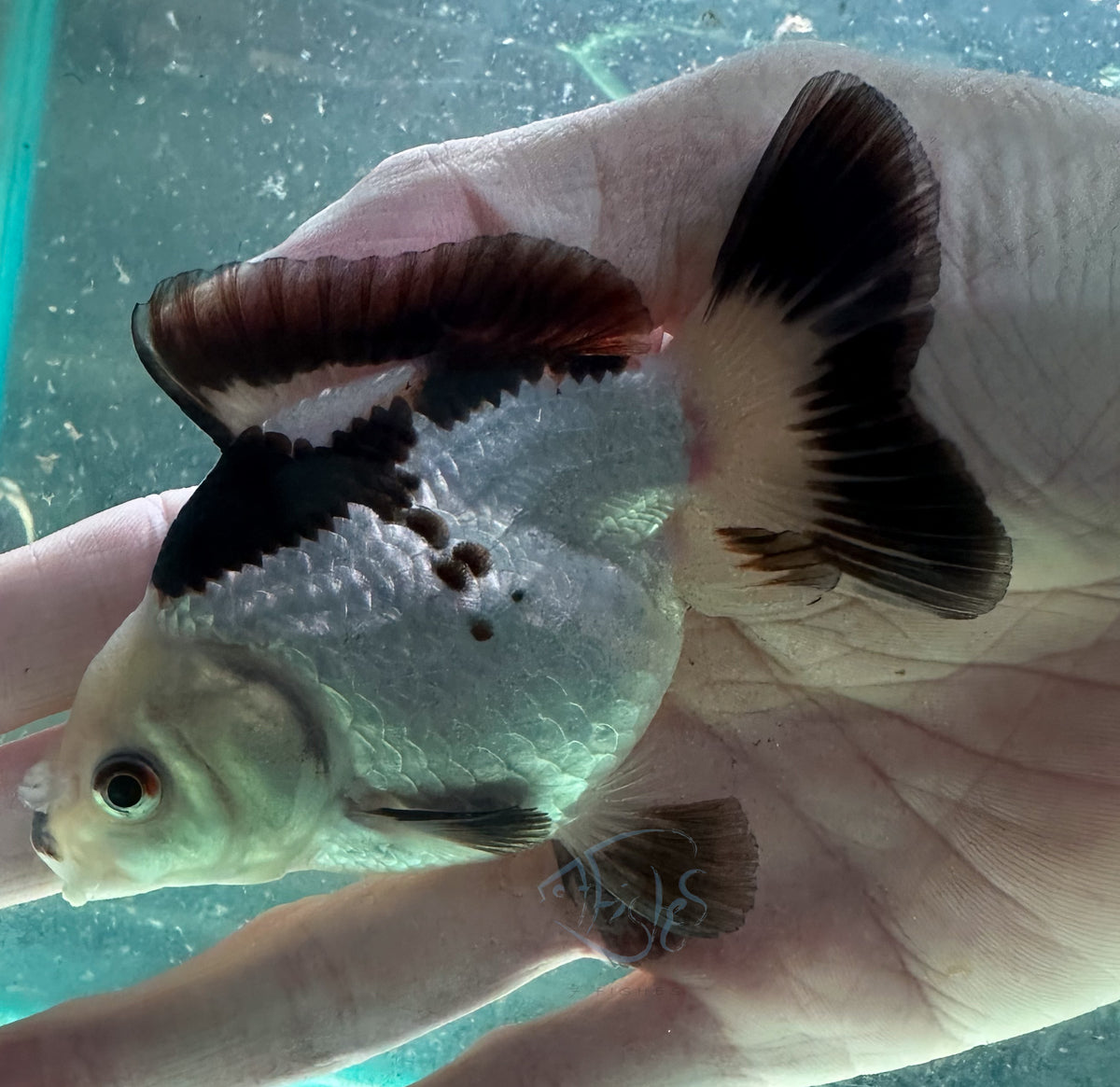 Panda Short Body Short Tail Oranda  (Release Date: 13 Nov 2025)