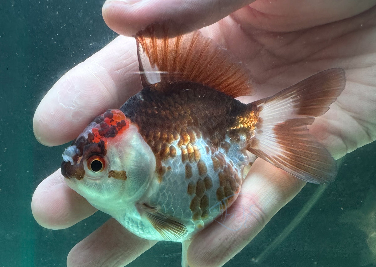 Panda Short Body Short Tail Oranda  (Release Date: 13 Nov 2025)
