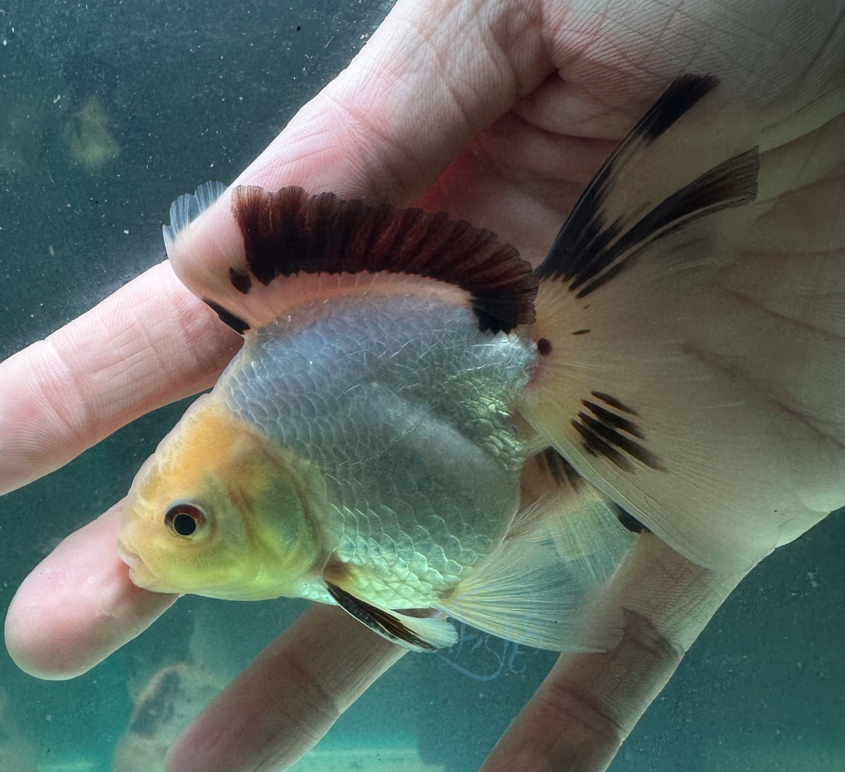 Panda Short Body Short Tail Oranda  (Release Date: 13 Nov 2025)