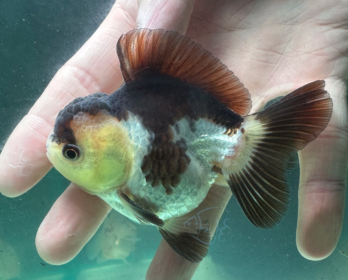 Panda Short Body Short Tail Oranda  (Release Date: 13 Nov 2025)