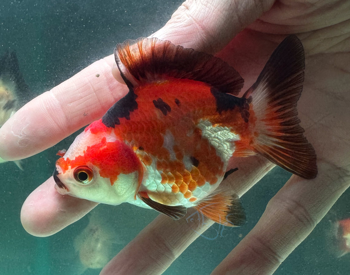 Tri-Colour Short Body Short Tail Oranda  (Release Date: 13 Nov 2025)