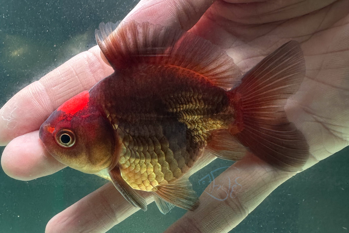 Apache Short Body Short Tail Oranda  (Release Date: 13 Nov 2025)