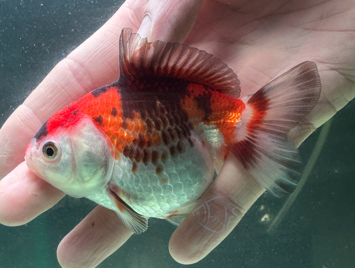 Tri-Colour Short Body Short Tail Oranda  (Release Date: 13 Nov 2025)
