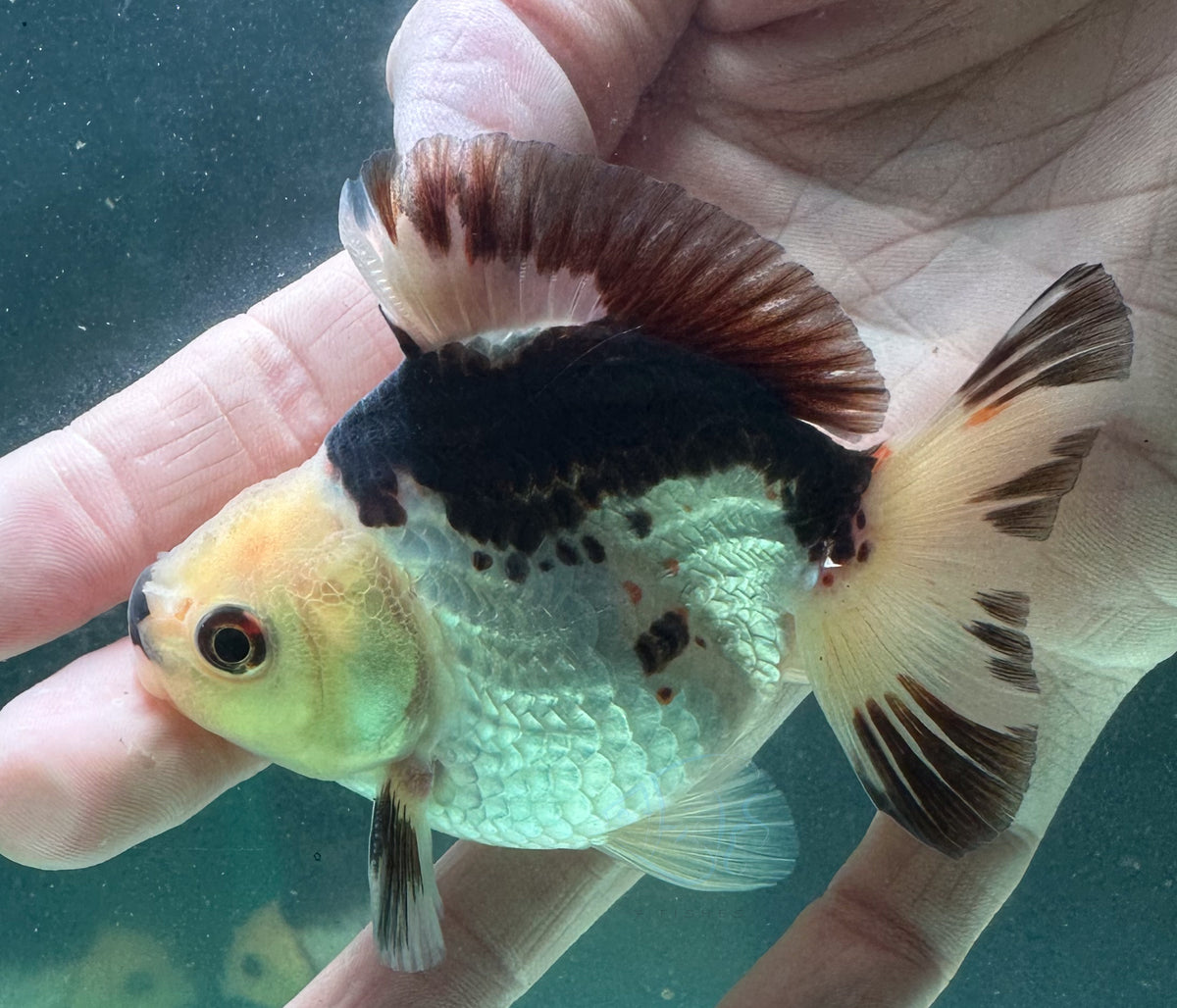 Panda Short Body Short Tail Oranda  (Release Date: 13 Nov 2025)