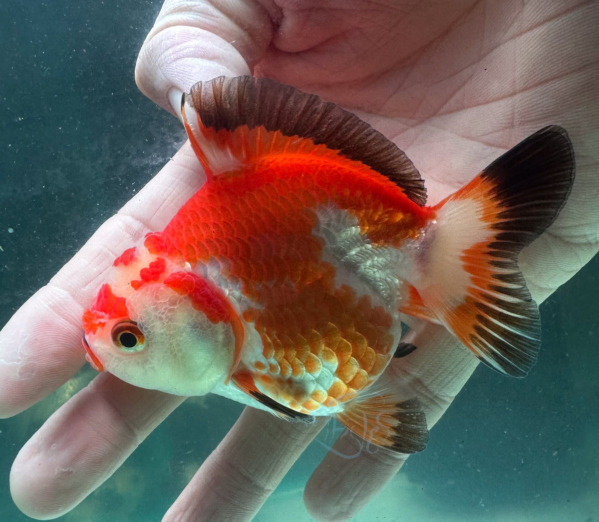 Tri-Colour Short Body Short Tail Oranda  (Release Date: 13 Nov 2025)