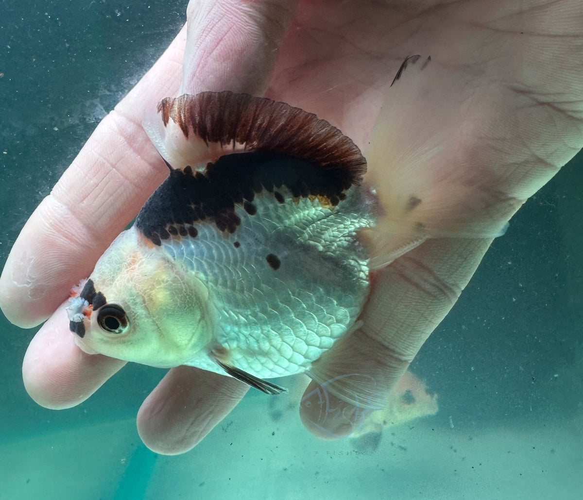 Panda Short Body Short Tail Oranda  (Release Date: 13 Nov 2025)