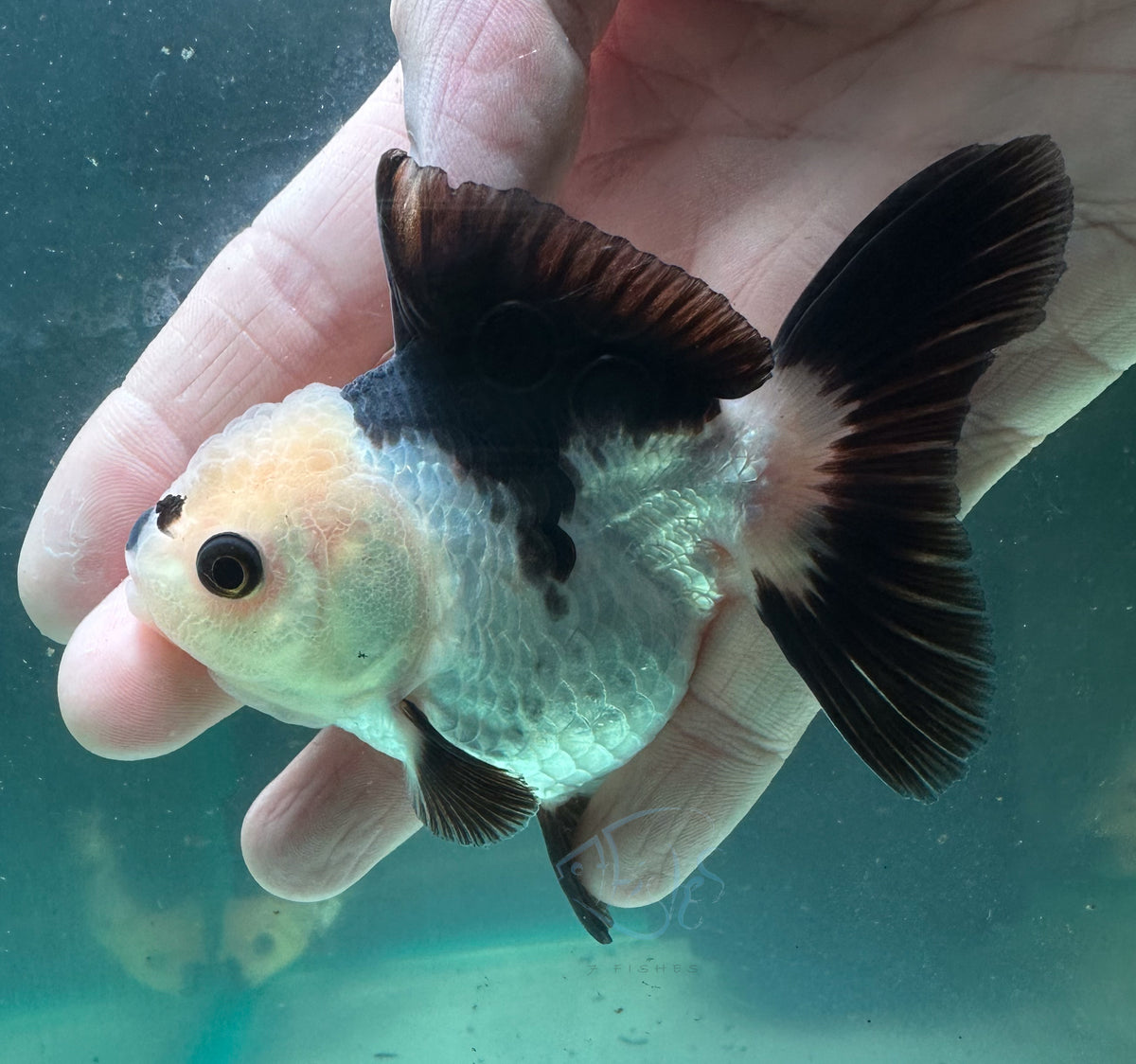 Panda Short Body Short Tail Oranda  (Release Date: 13 Nov 2025)